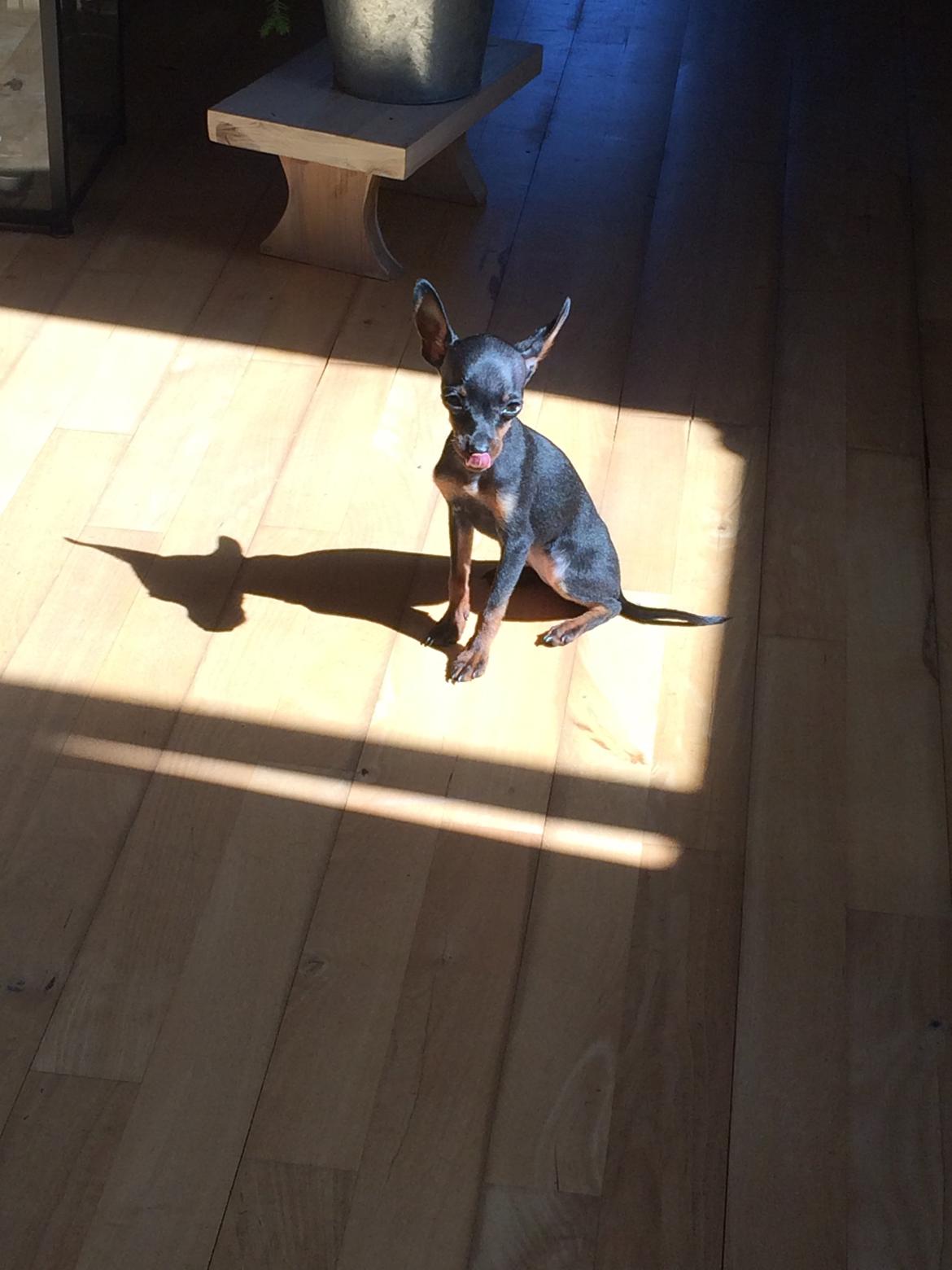 Prazsky krysarik Lille billede 11