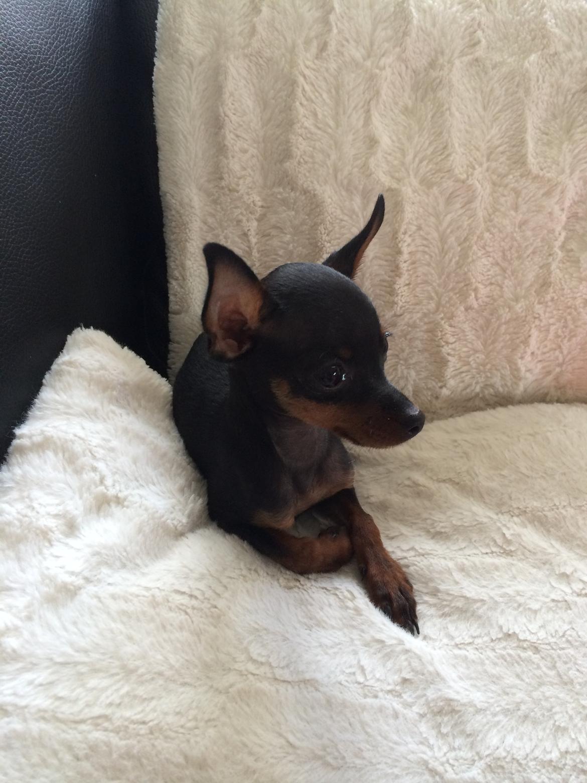 Prazsky krysarik Lille billede 12