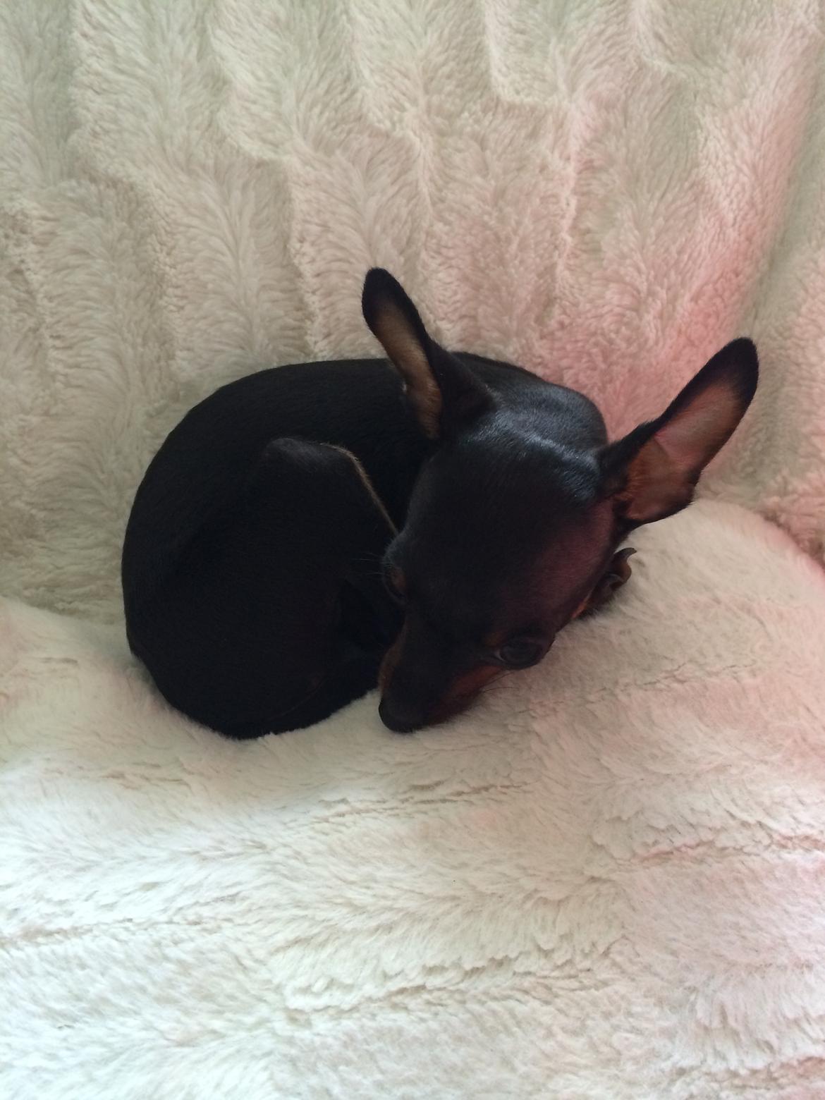 Prazsky krysarik Lille billede 13