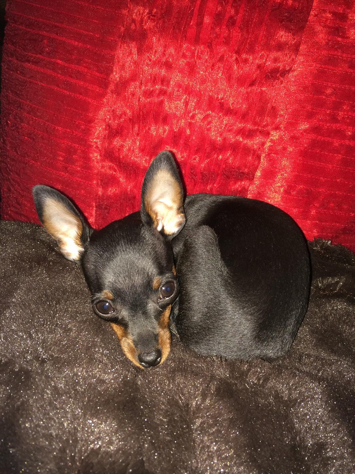 Prazsky krysarik Lille billede 14