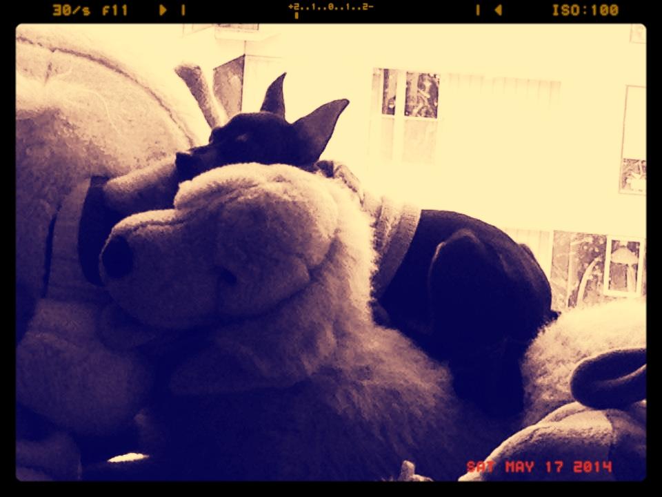 Prazsky krysarik Mille billede 12