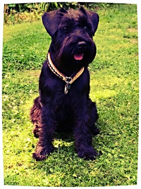 Dvaergschnauzer Sváva's I'm Coco Chanel - Maj 2014 - imorgen skal vi til udstiling i Hedensted :-) billede 24