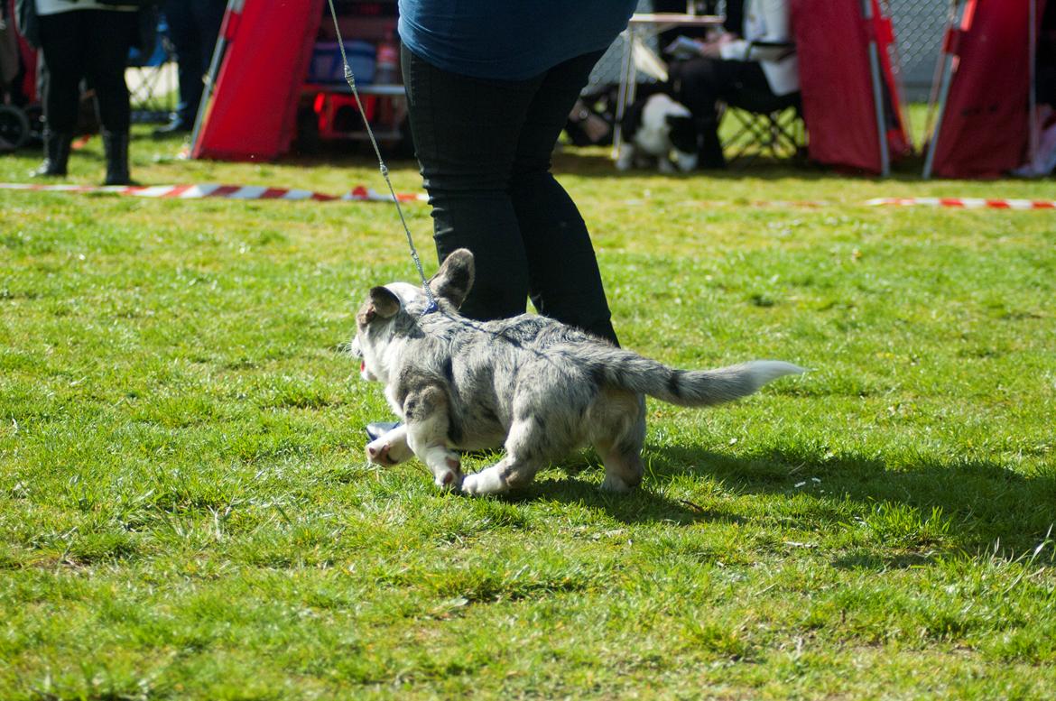 Welsh corgi cardigan Aasteds Allways Add Bubbly Blue aka. "Diesel" - CAC, Hedensted, 2014 billede 11