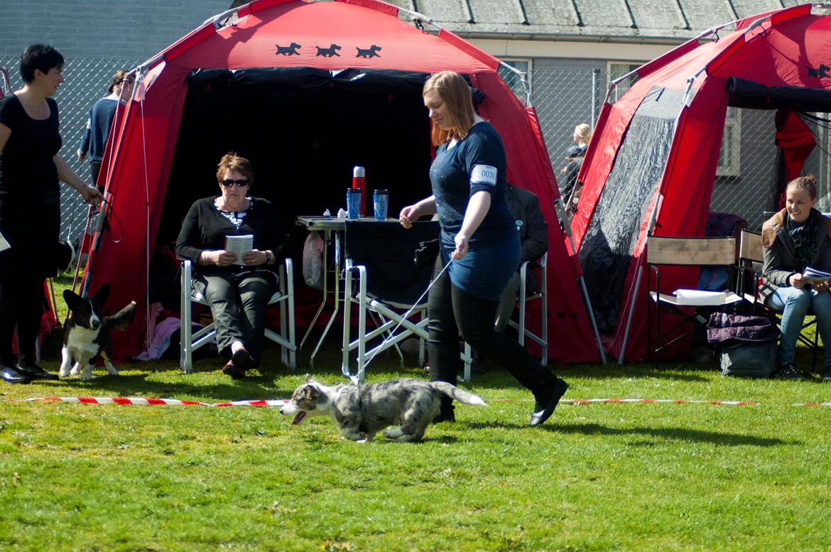 Welsh corgi cardigan Aasteds Allways Add Bubbly Blue aka. "Diesel" billede 14