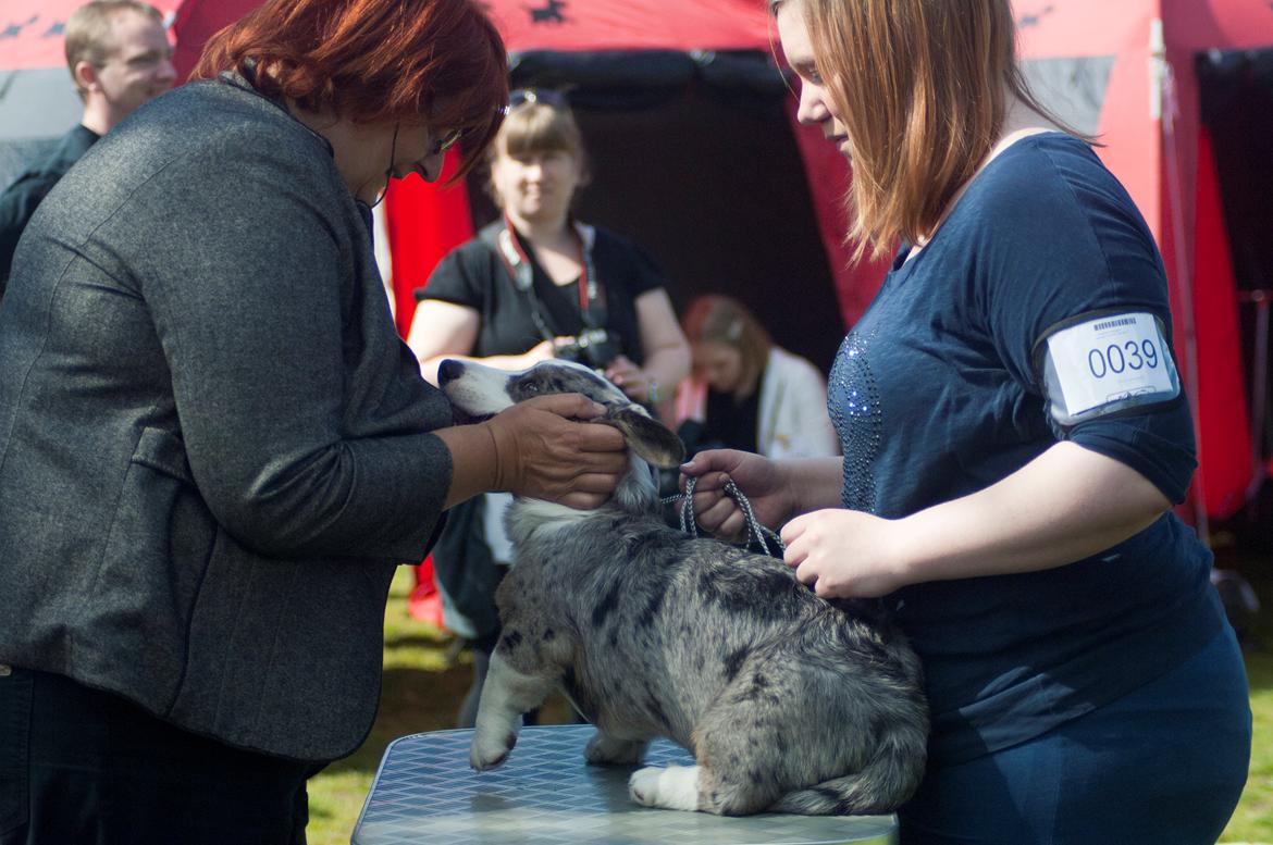 Welsh corgi cardigan Aasteds Allways Add Bubbly Blue aka. "Diesel" - CAC, Hedensted, 2014 billede 12