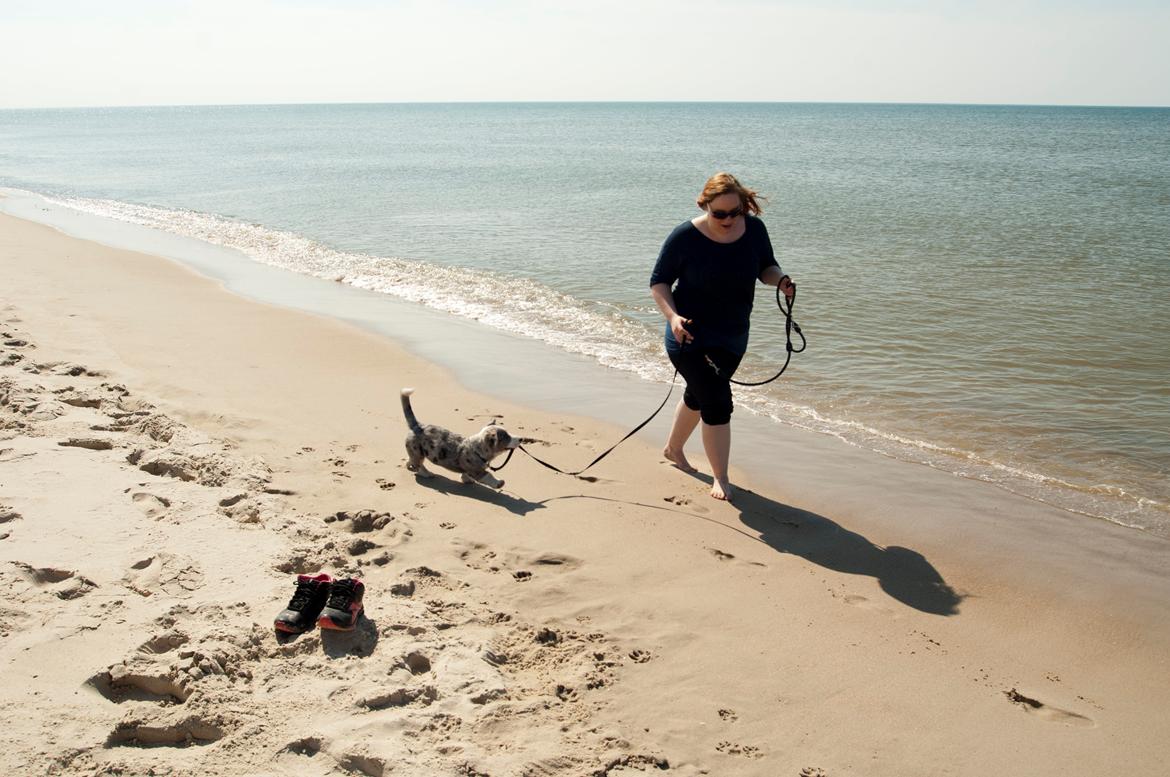 Welsh corgi cardigan Aasteds Allways Add Bubbly Blue aka. "Diesel" billede 18