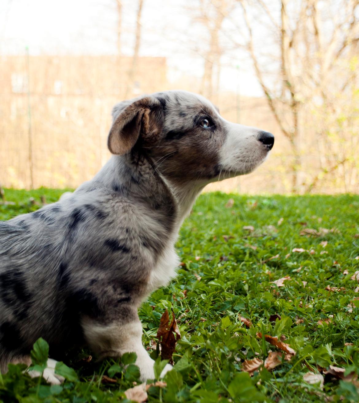 Welsh corgi cardigan Aasteds Allways Add Bubbly Blue aka. "Diesel" billede 10