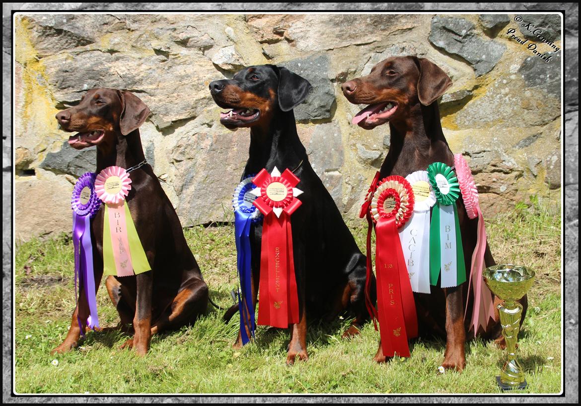 Dobermann DKKV13 AJW13 LUCH Proud Danish Flying Indian Girl - From Island Korsika A Mill. $ Baby, Proud Danish Foxy Lady & Proud Danish Flying Indian Girl billede 7