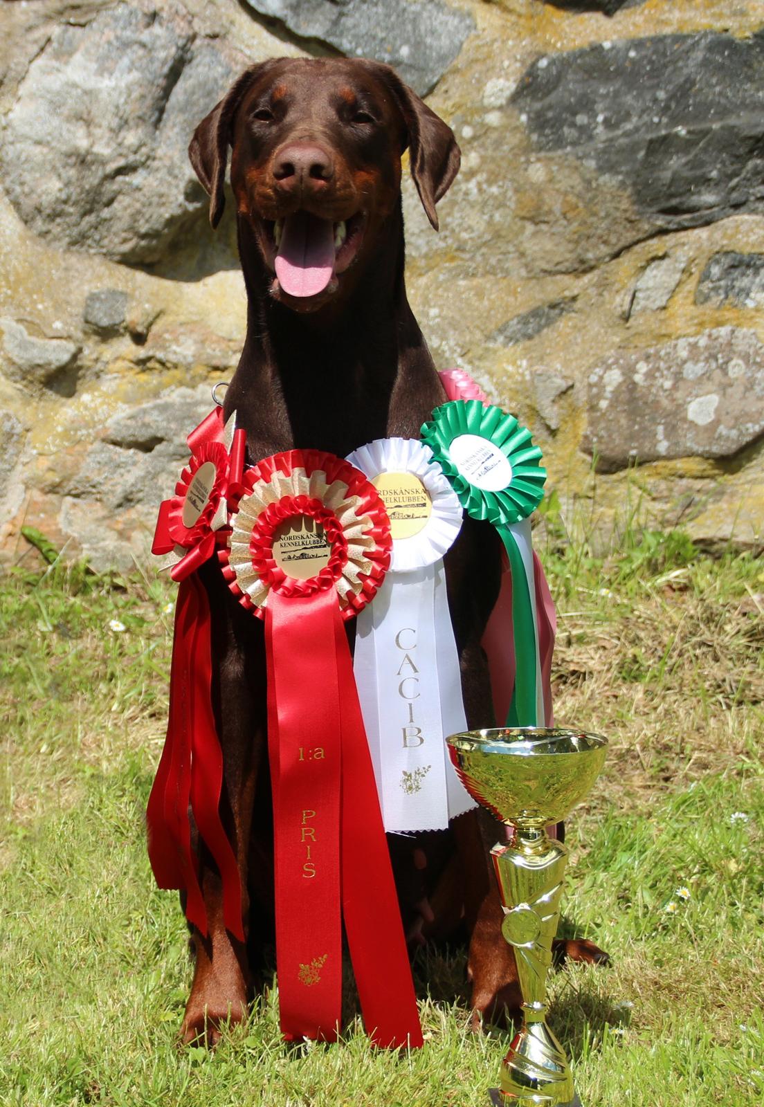 Dobermann DKKV13 AJW13 LUCH Proud Danish Flying Indian Girl billede 6