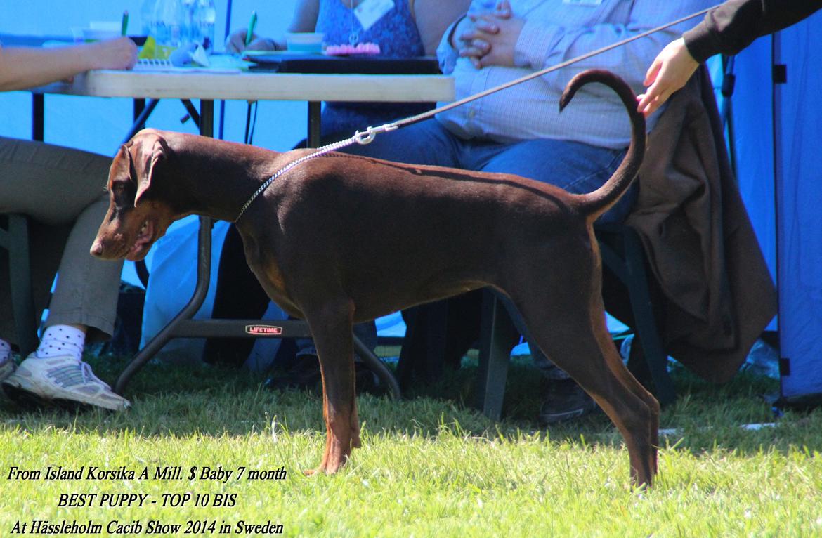 Dobermann LJCH From Island Korsika A Mill. $ Baby (Cocio) billede 4