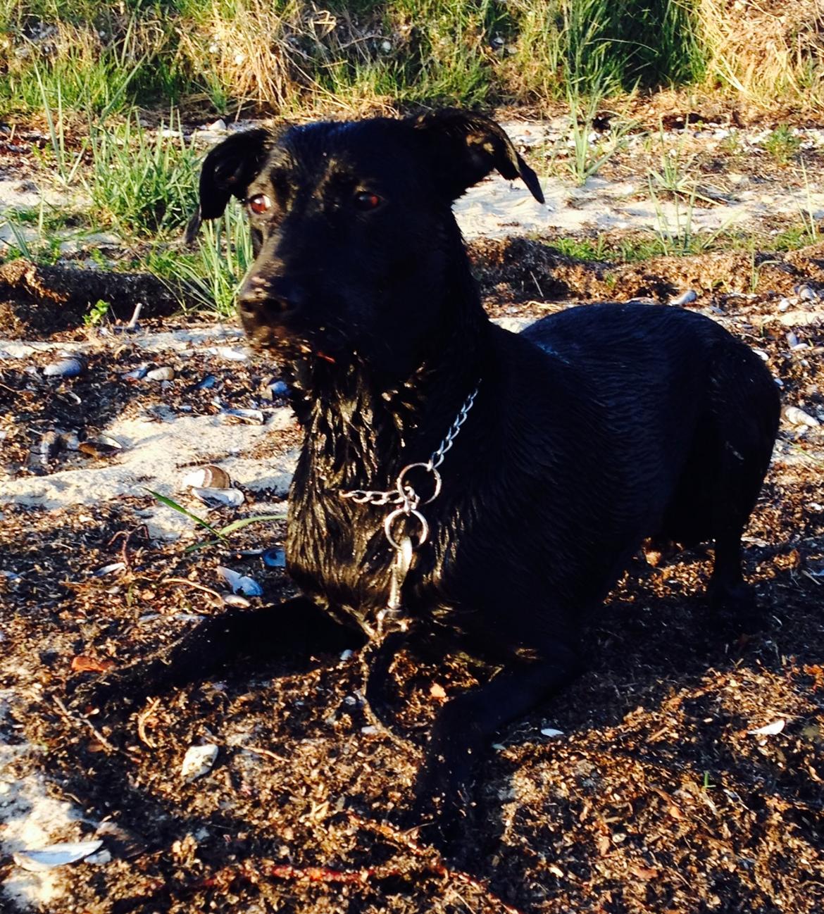 Blanding af racer zika billede 21