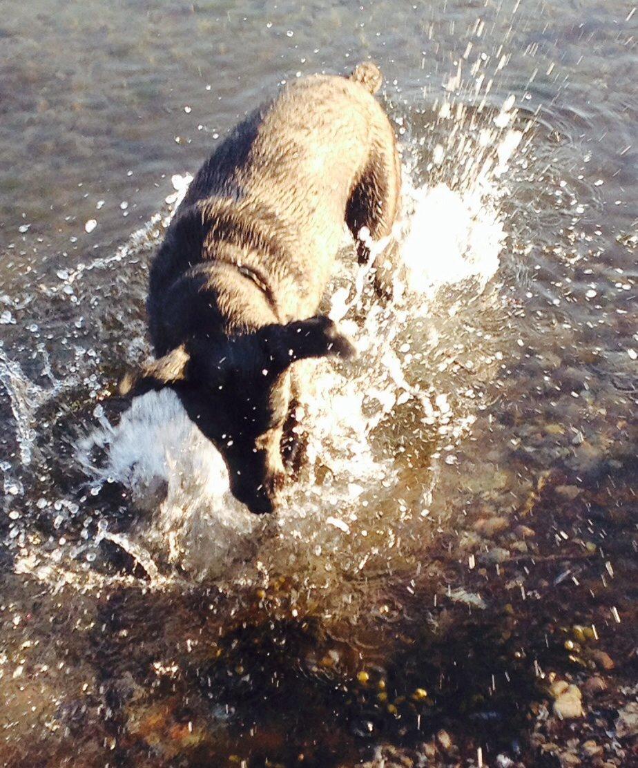 Blanding af racer zika billede 22