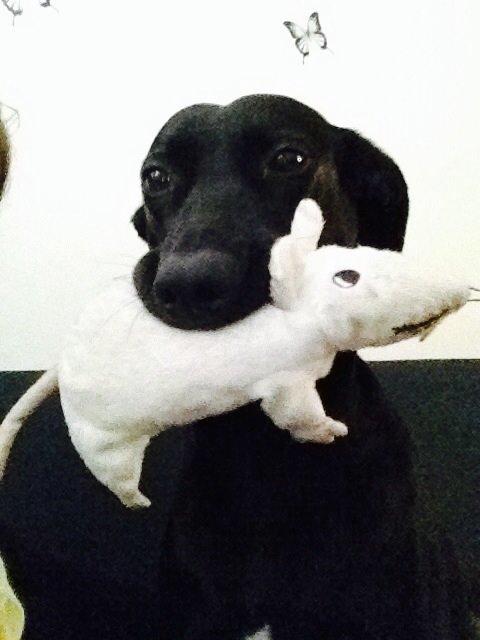 Blanding af racer zika billede 23