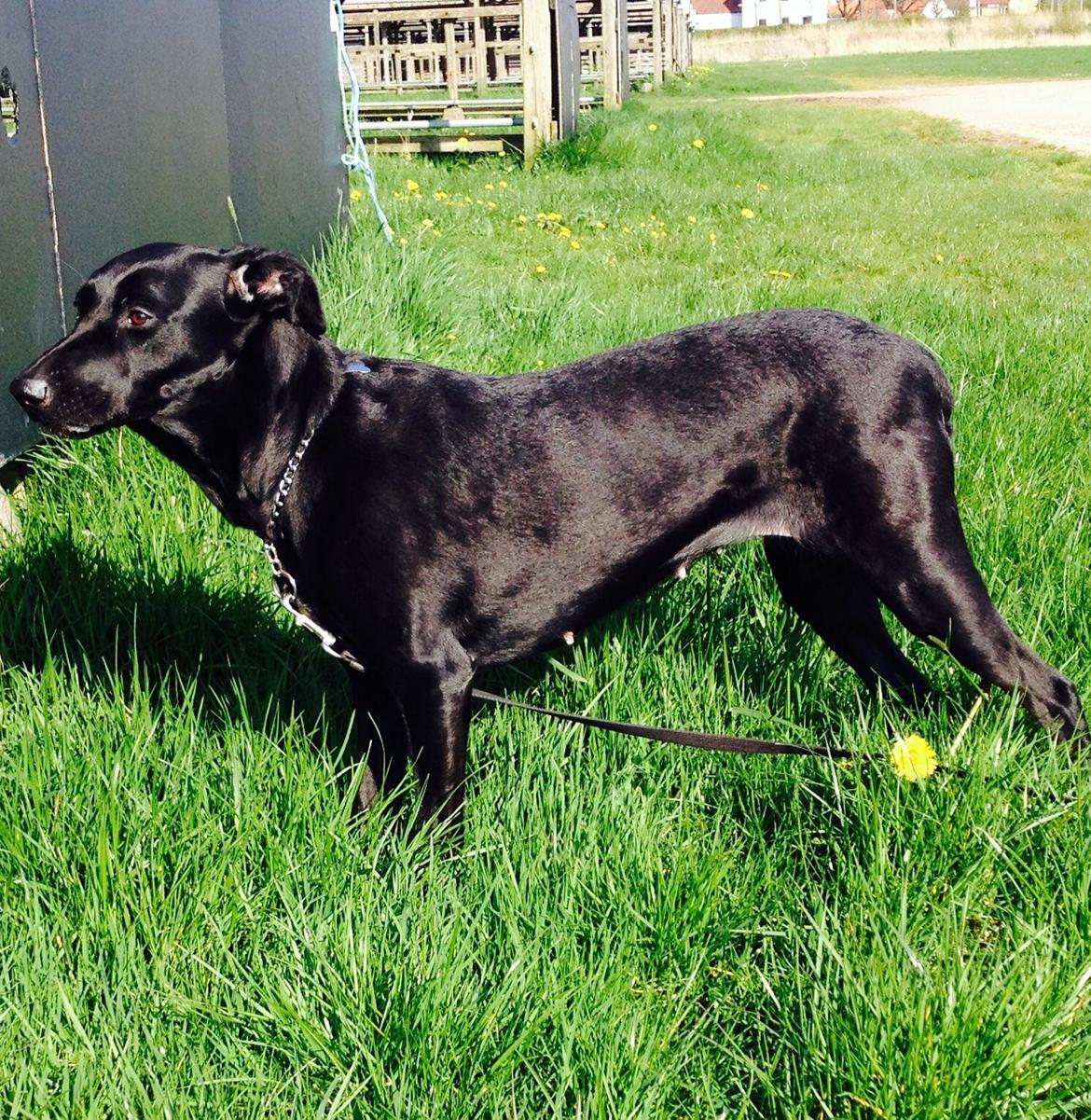 Blanding af racer zika billede 24