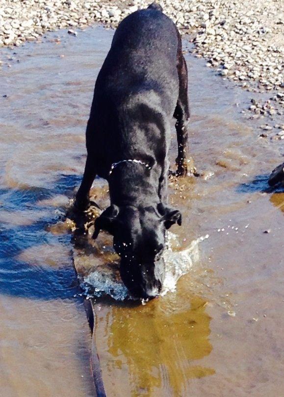 Blanding af racer zika billede 25