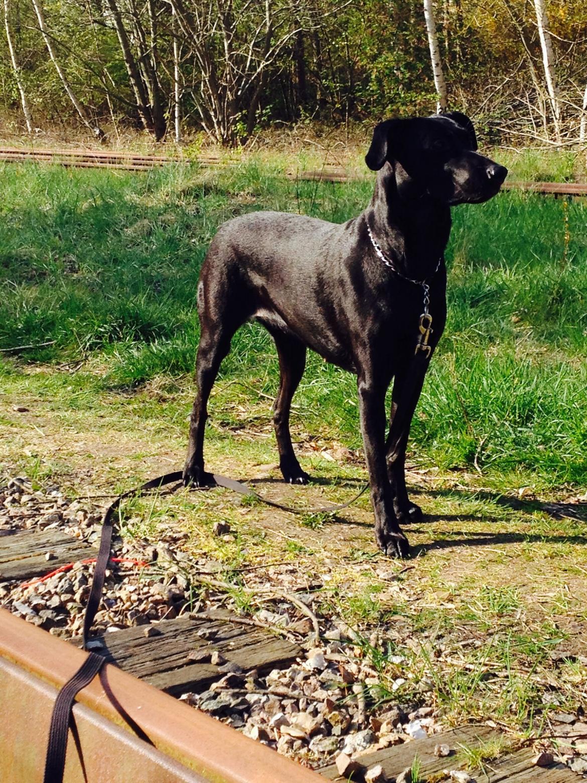 Blanding af racer zika billede 26