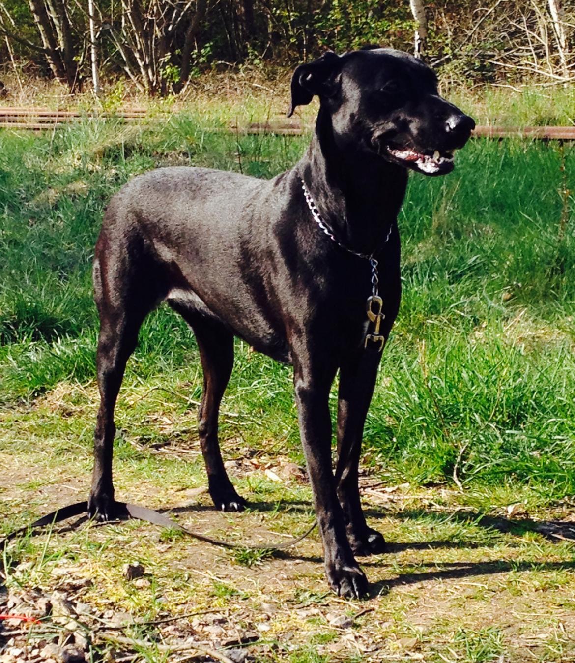 Blanding af racer zika billede 27