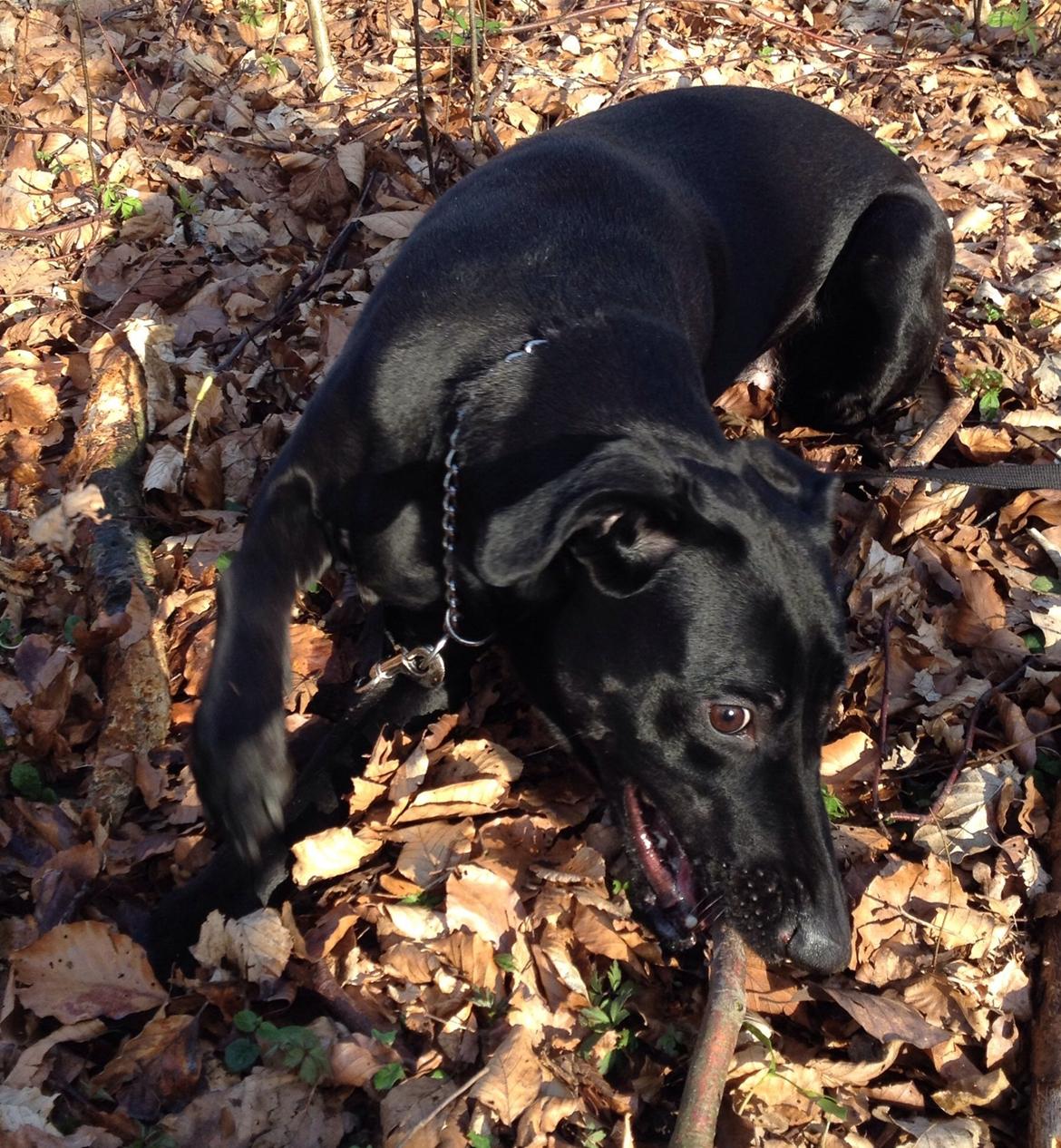 Blanding af racer zika billede 28