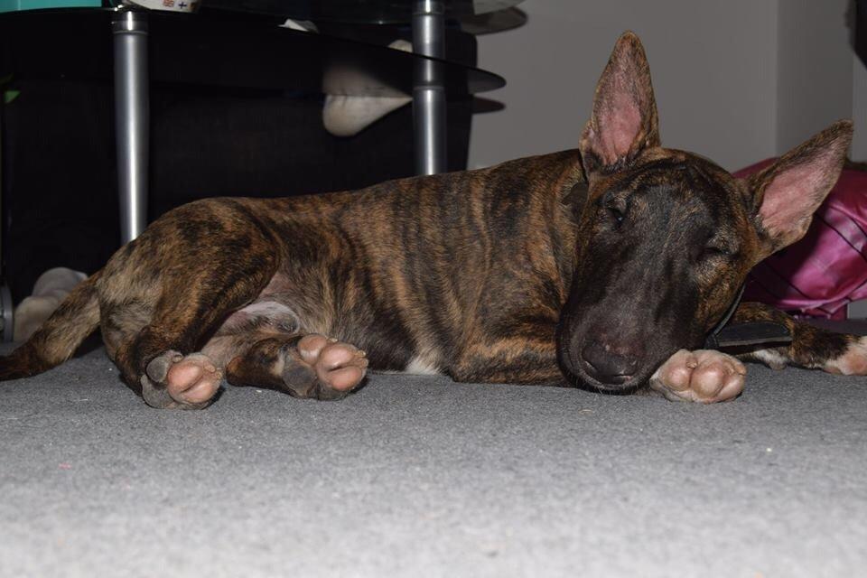 Bullterrier Ollie billede 4