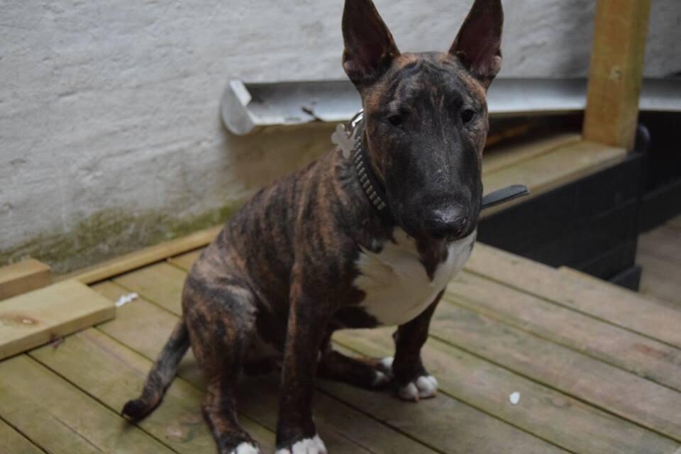 Bullterrier Ollie billede 3