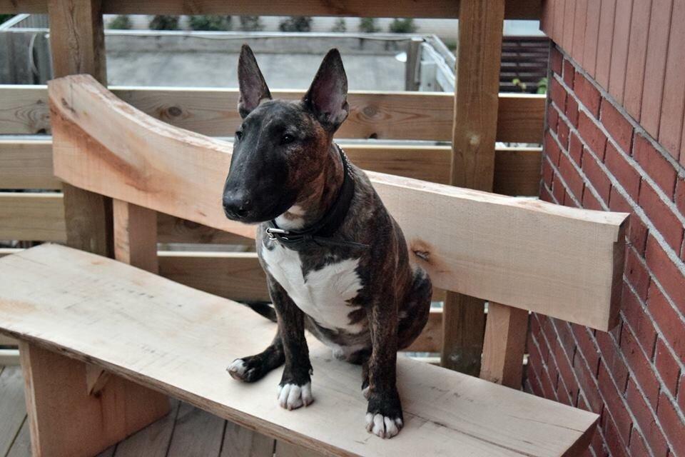 Bullterrier Ollie billede 5