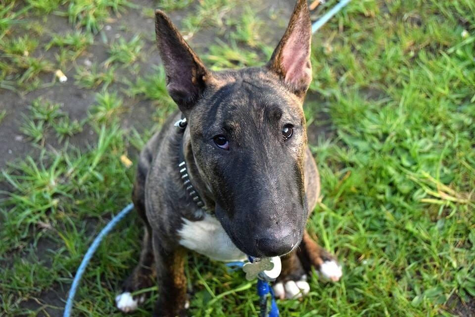 Bullterrier Ollie billede 6