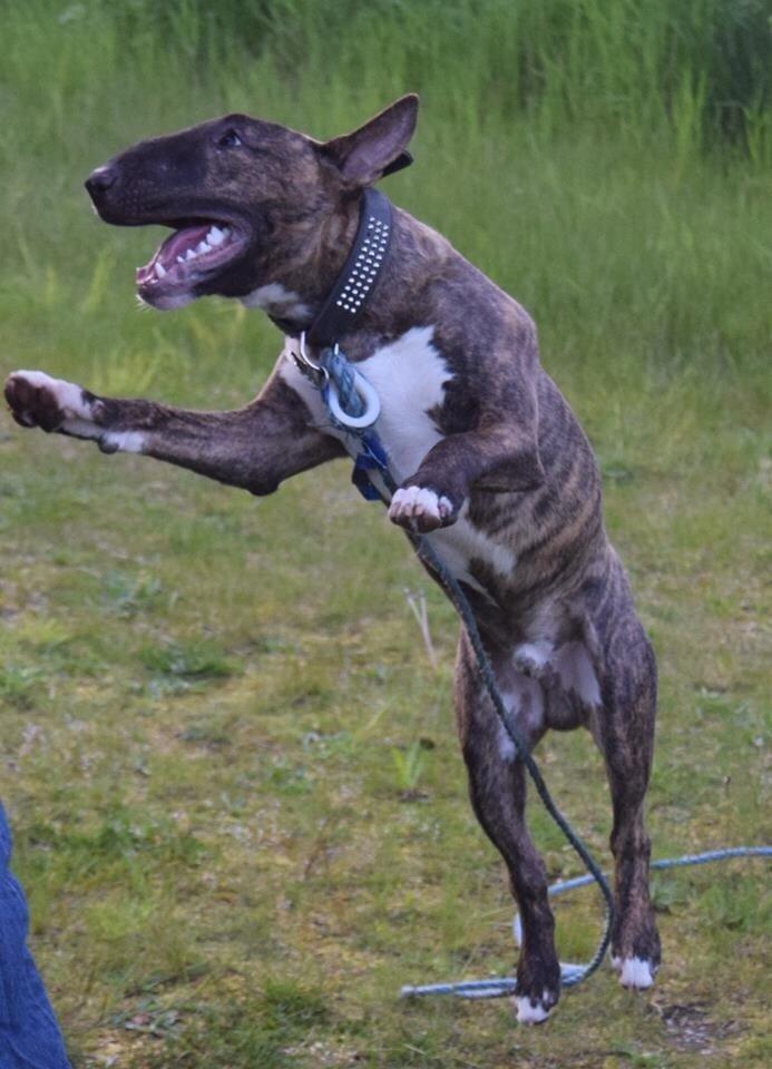 Bullterrier Ollie billede 7