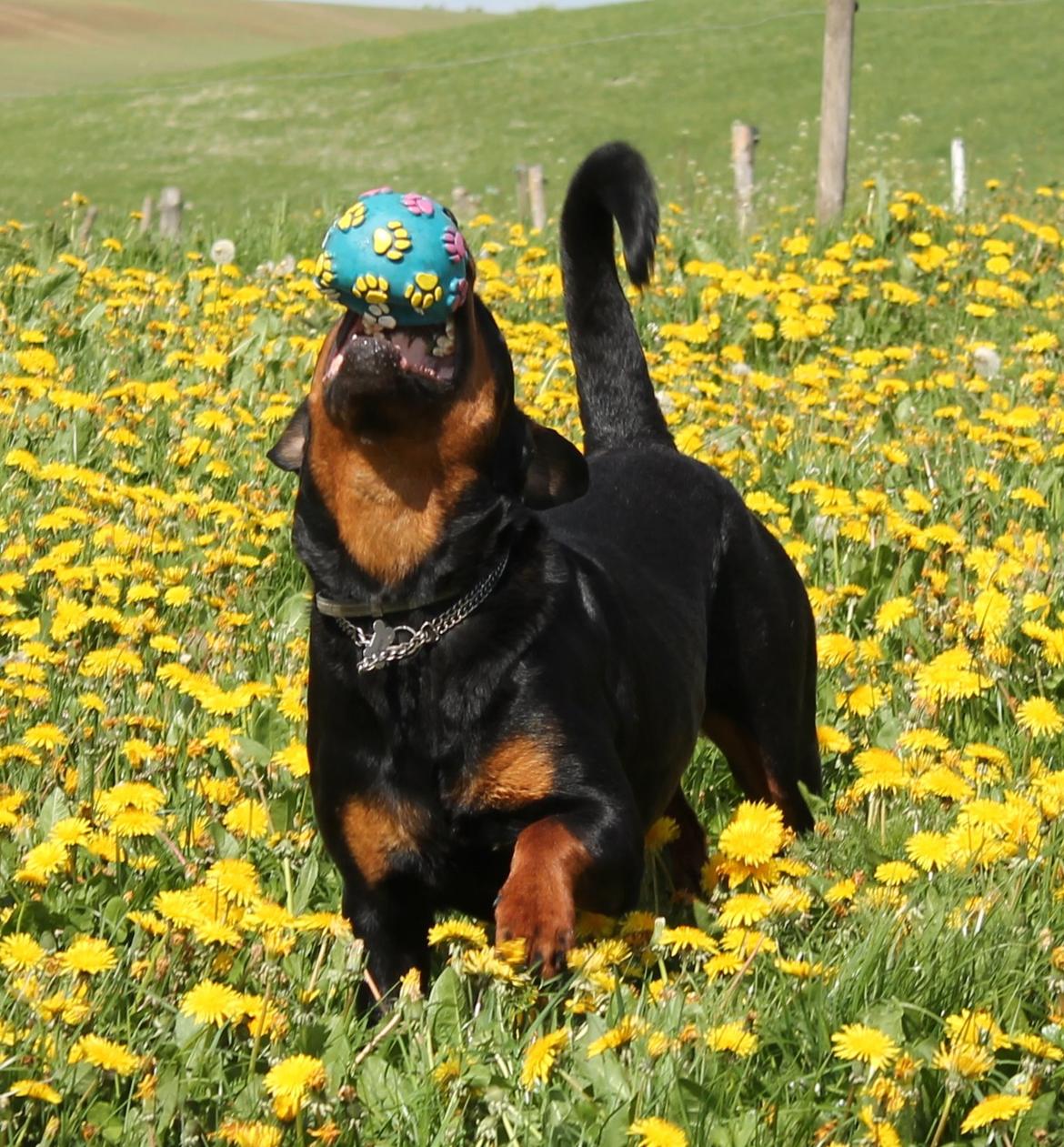 Rottweiler Kira/ R.I.P billede 10