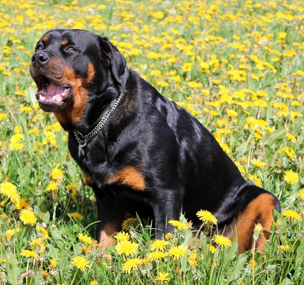 Rottweiler Kira/ R.I.P billede 5