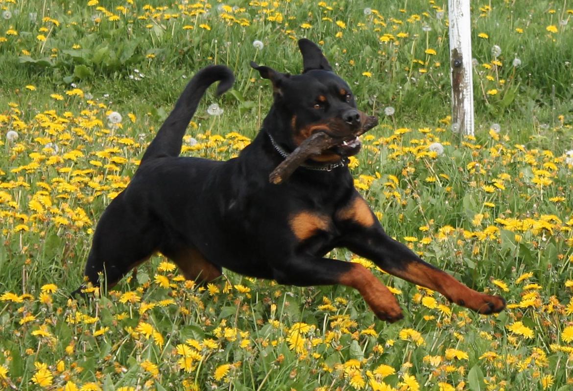 Rottweiler Kira/ R.I.P billede 21