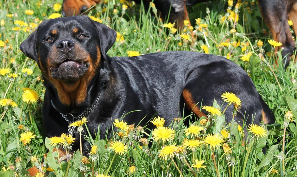 Rottweiler Kira/ R.I.P billede 14