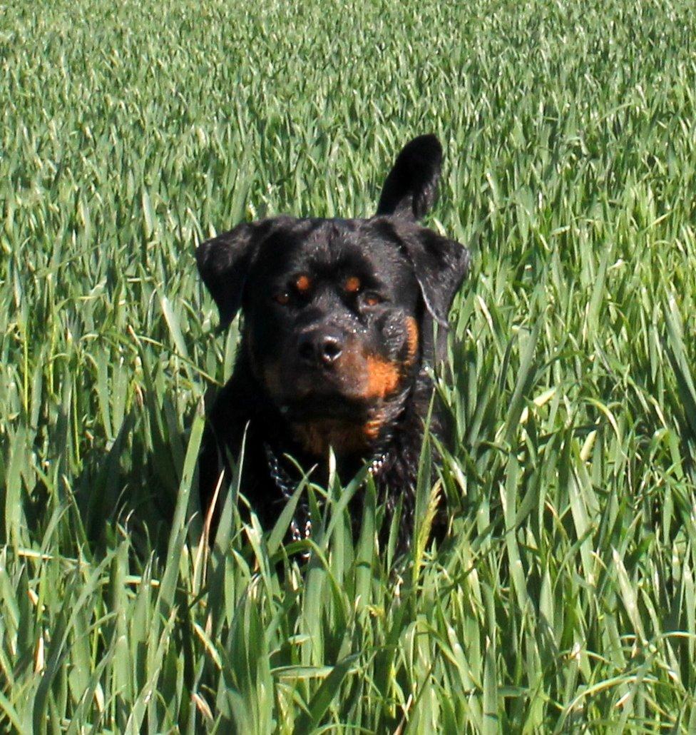 Rottweiler Kira/ R.I.P billede 6