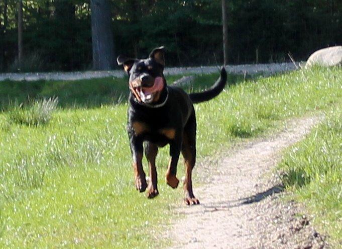 Rottweiler Kira/ R.I.P billede 16