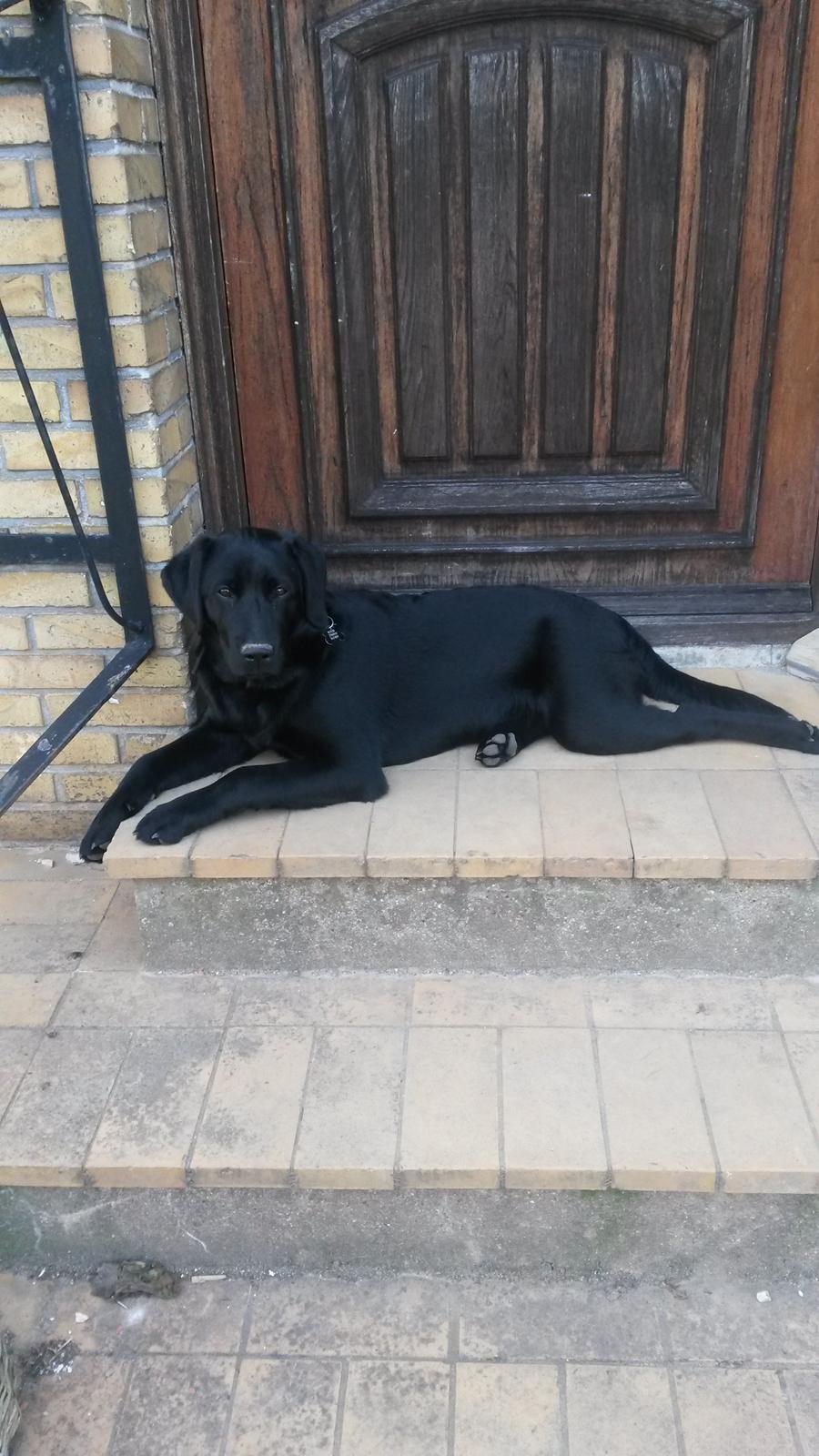 Labrador retriever Buller billede 1