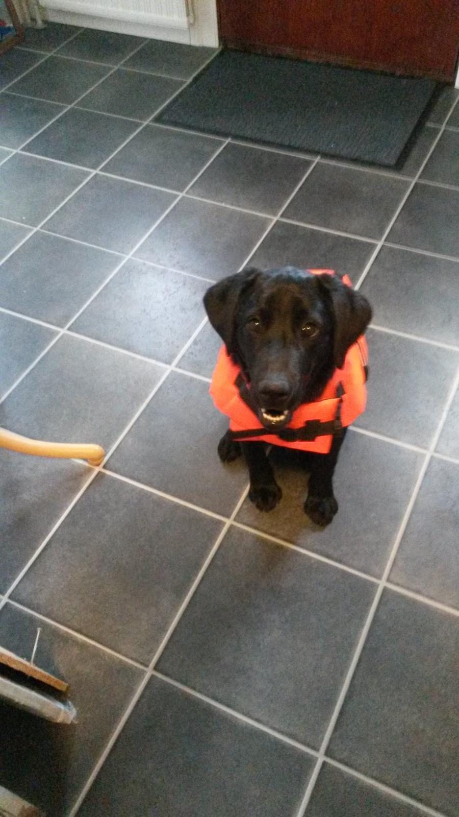 Labrador retriever Buller billede 2