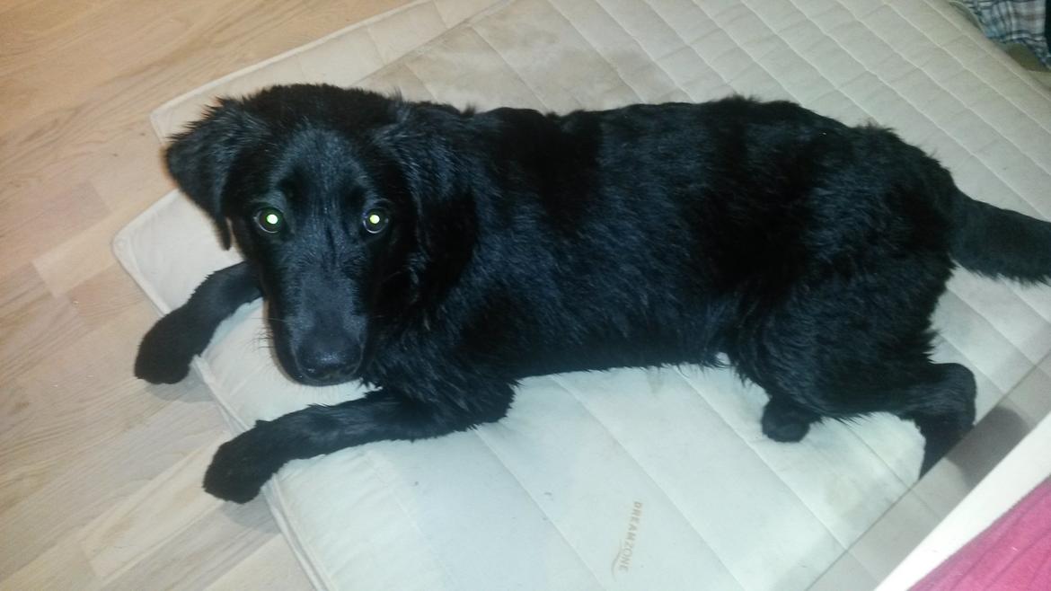 Labrador retriever Buller billede 3