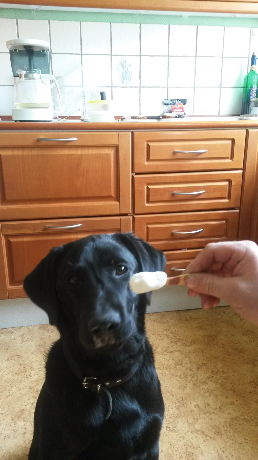 Labrador retriever Buller billede 5