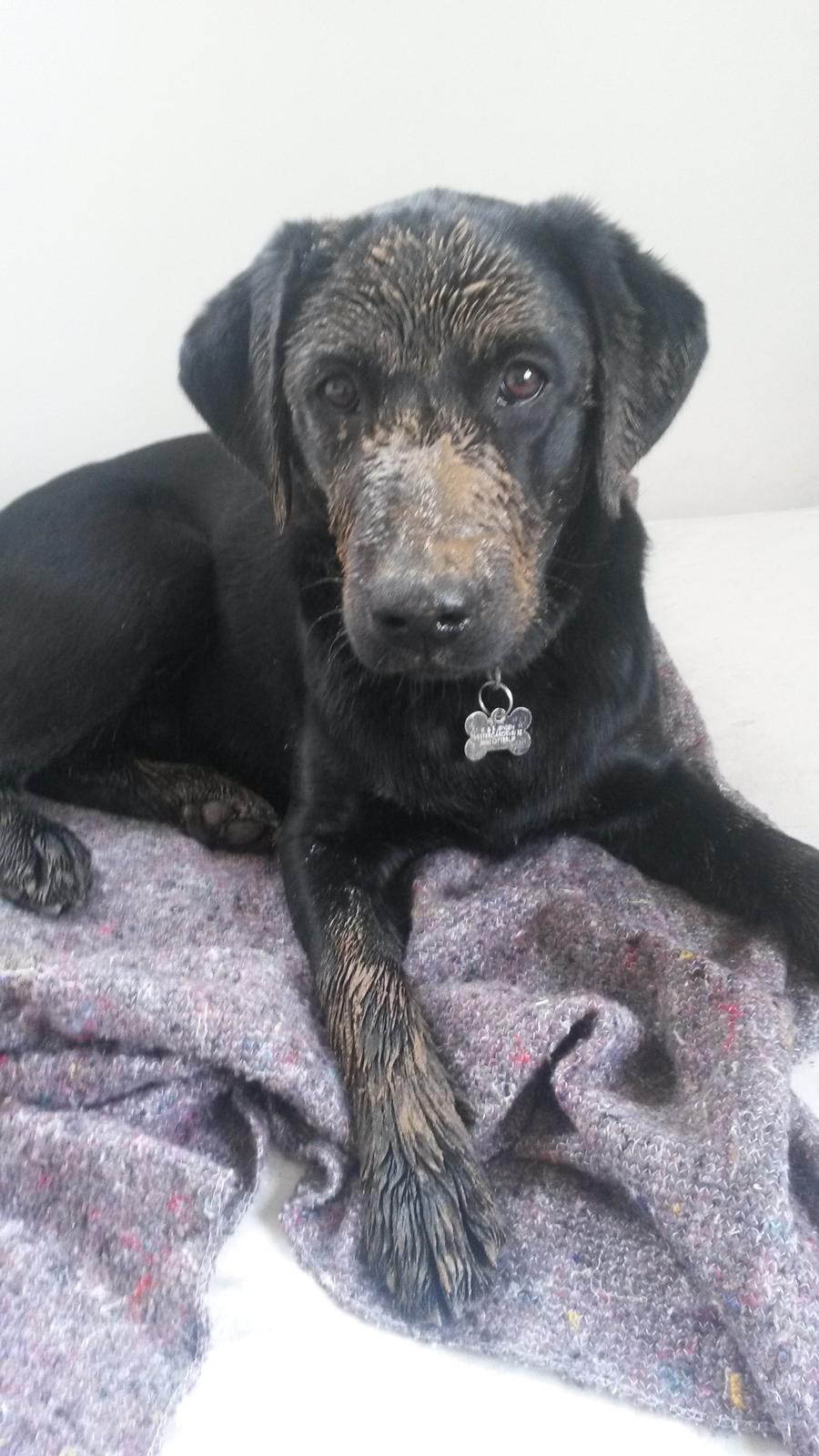 Labrador retriever Buller billede 6