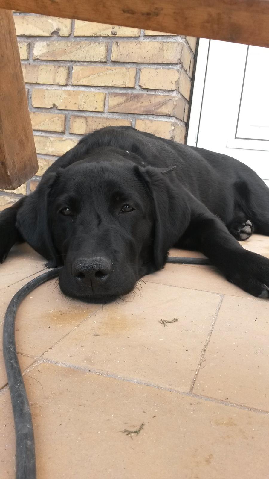 Labrador retriever Buller billede 4