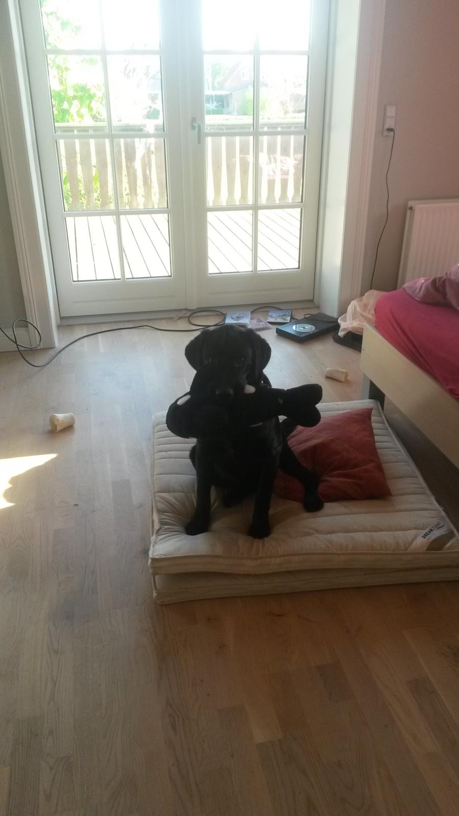 Labrador retriever Buller billede 8