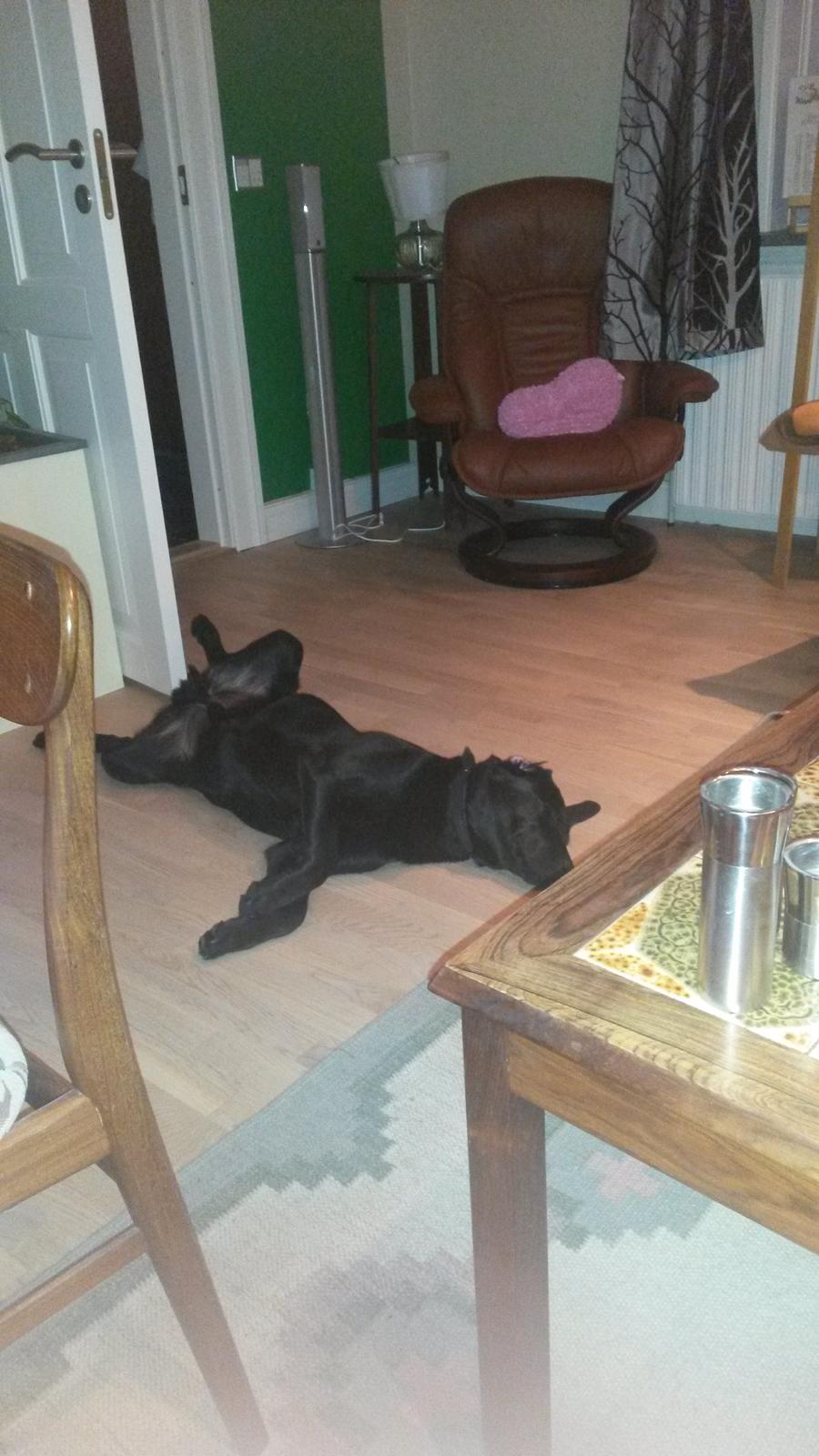 Labrador retriever Buller billede 7