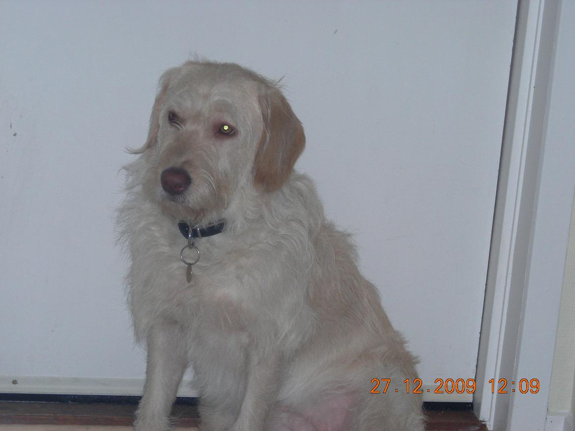 Blanding af racer Sally billede 1