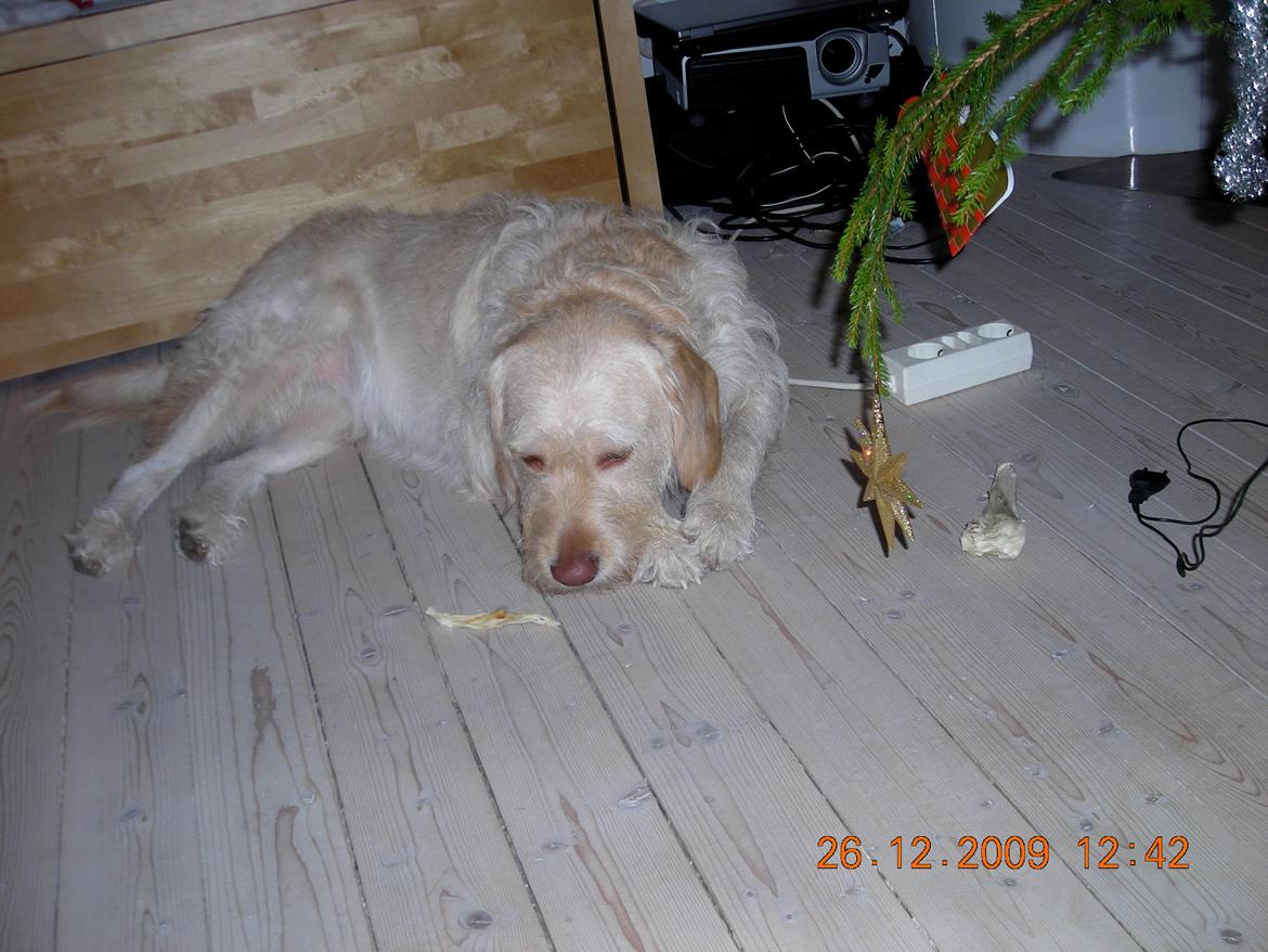 Blanding af racer Sally billede 3