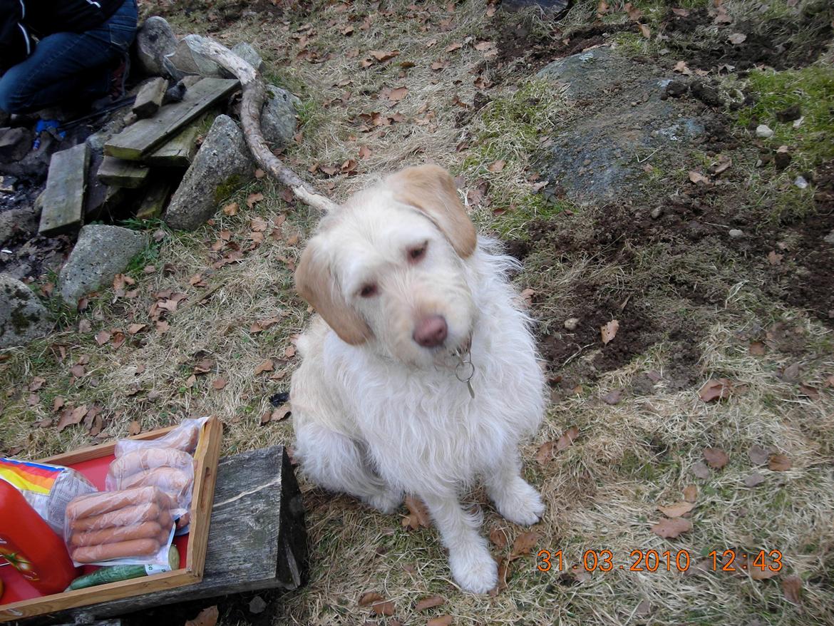 Blanding af racer Sally billede 4