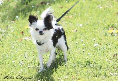 Chihuahua Amy (MooMoo) billede 8