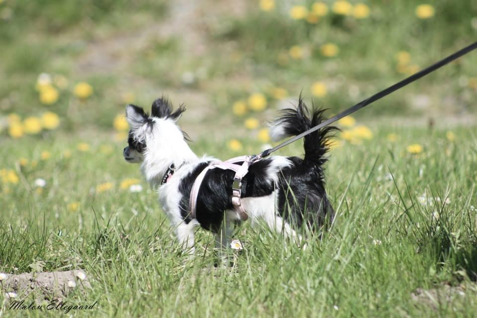 Chihuahua Amy (MooMoo) billede 21