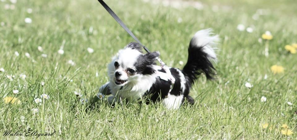 Chihuahua Amy (MooMoo) billede 22