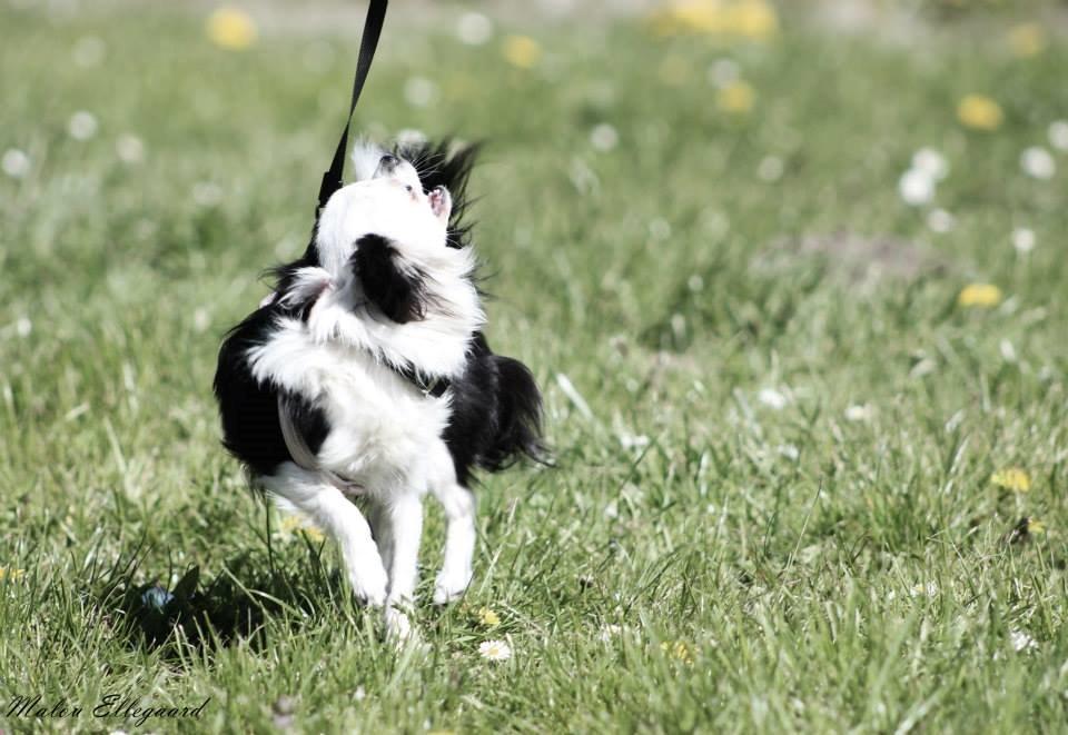 Chihuahua Amy (MooMoo) billede 23