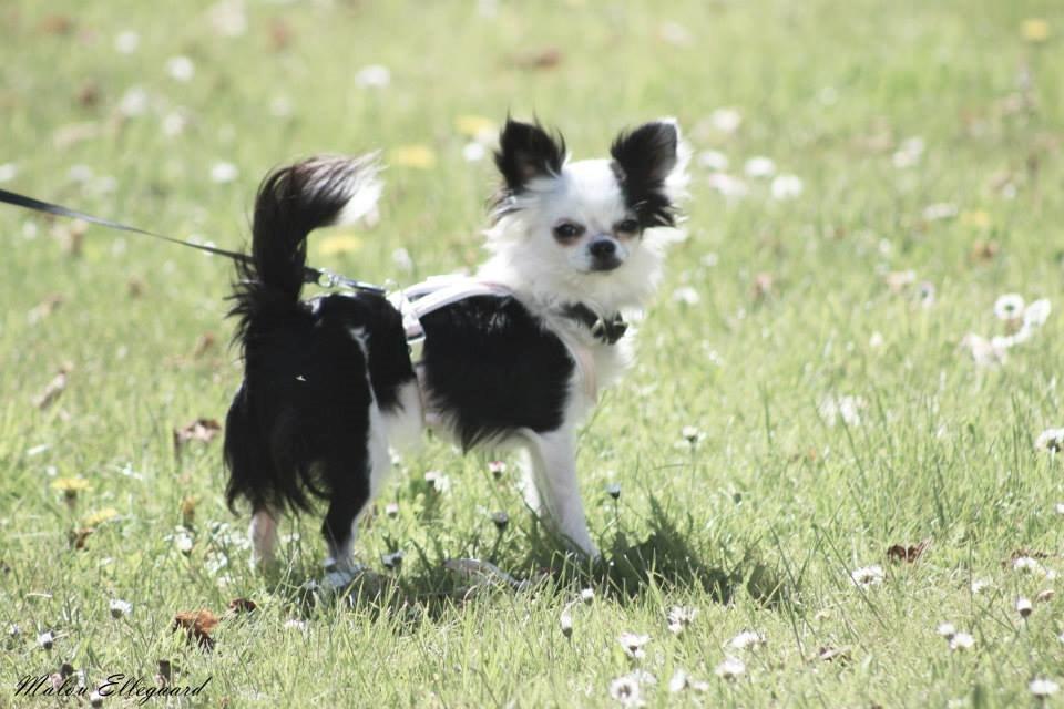 Chihuahua Amy (MooMoo) billede 20