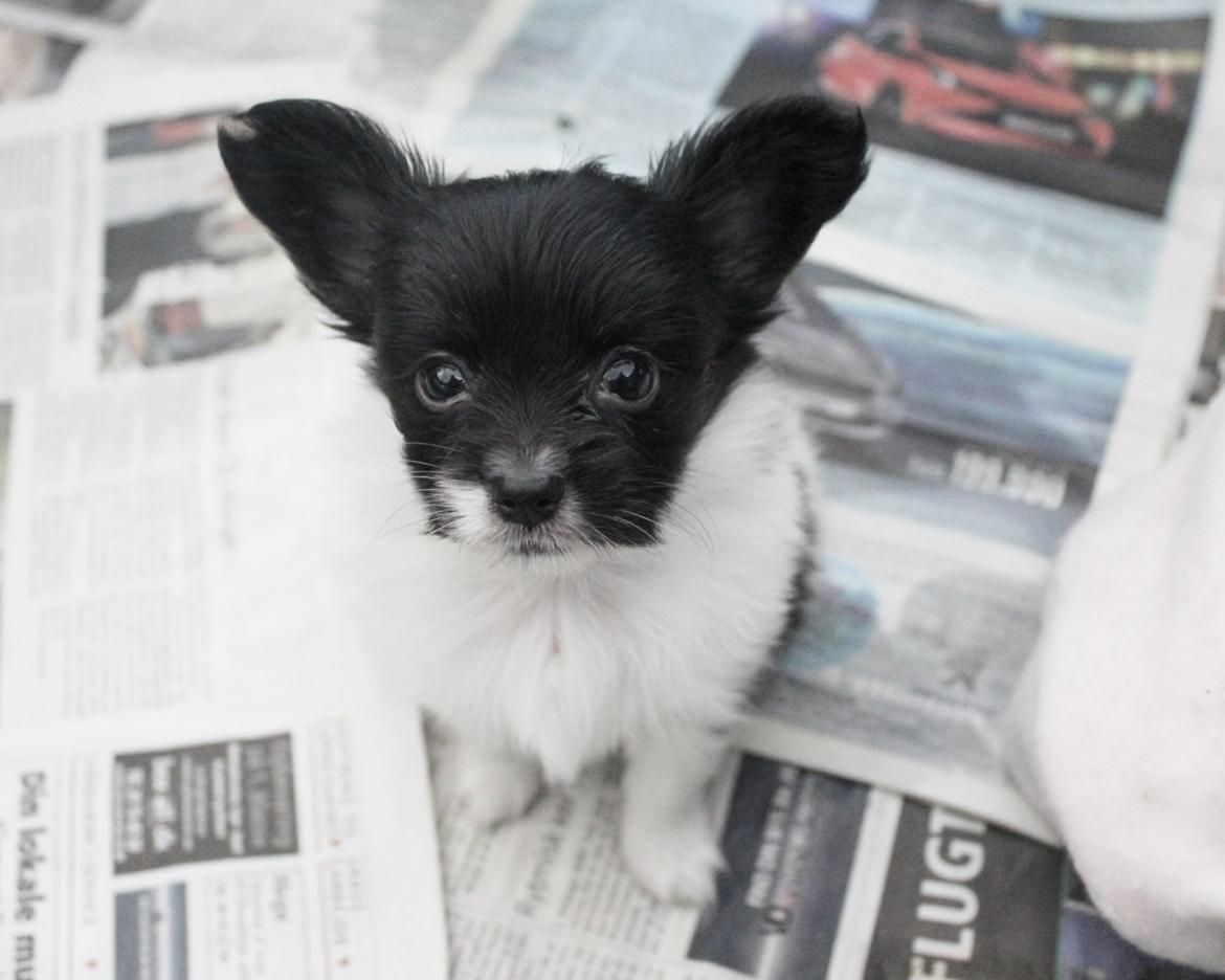 Papillon Joy Sukkermås (RIP) billede 16